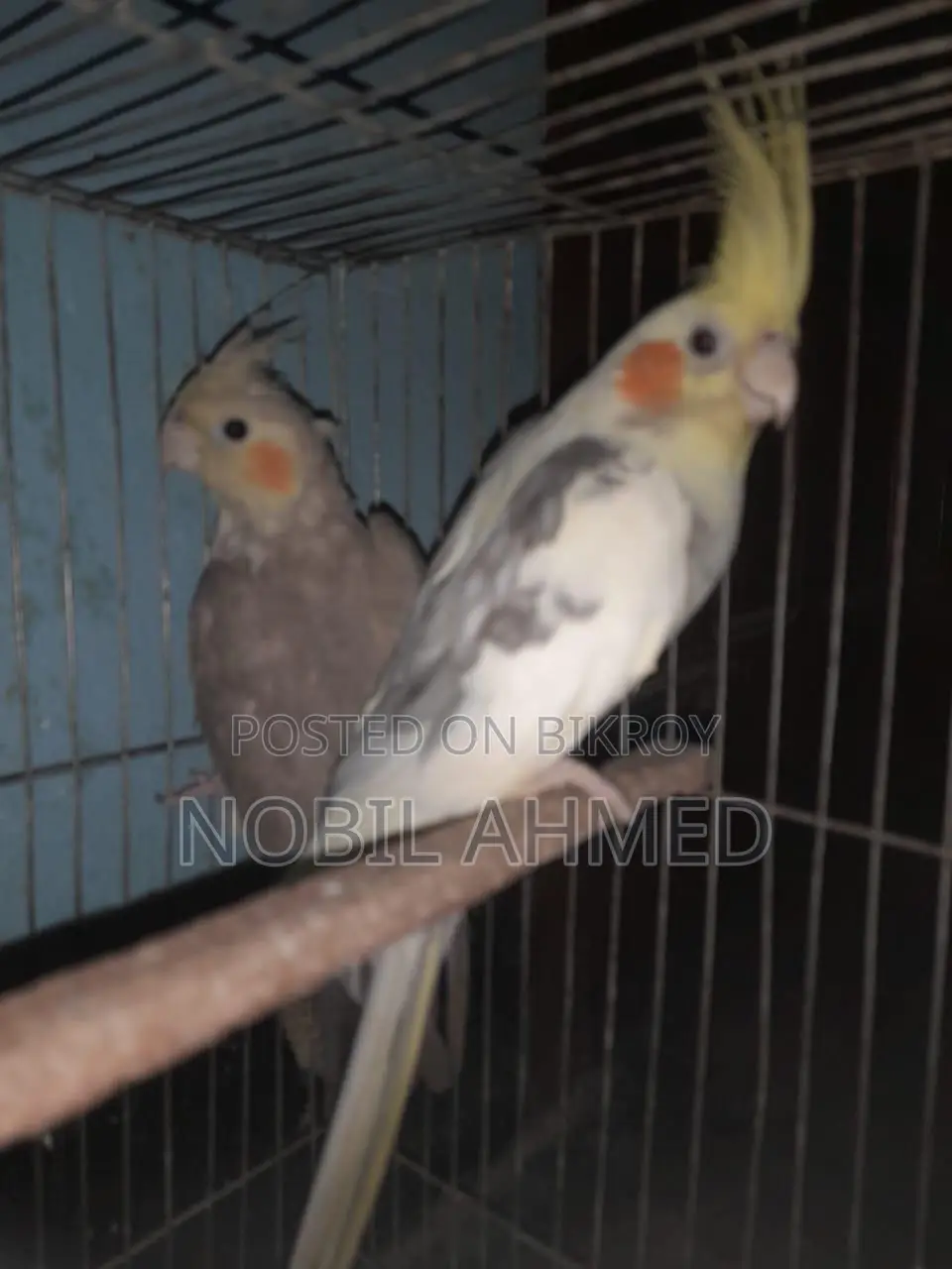 Cockatiel Bird 1 Pair