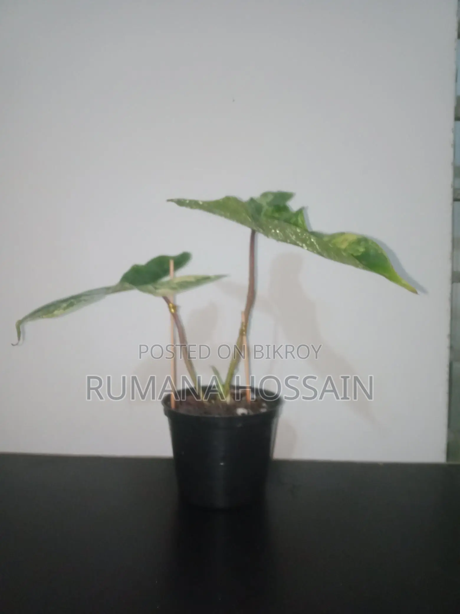 Philodendron Jennifer Variegated
