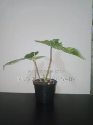 Philodendron Jennifer Variegated