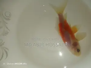 Best Fish for Your Aquarium Here