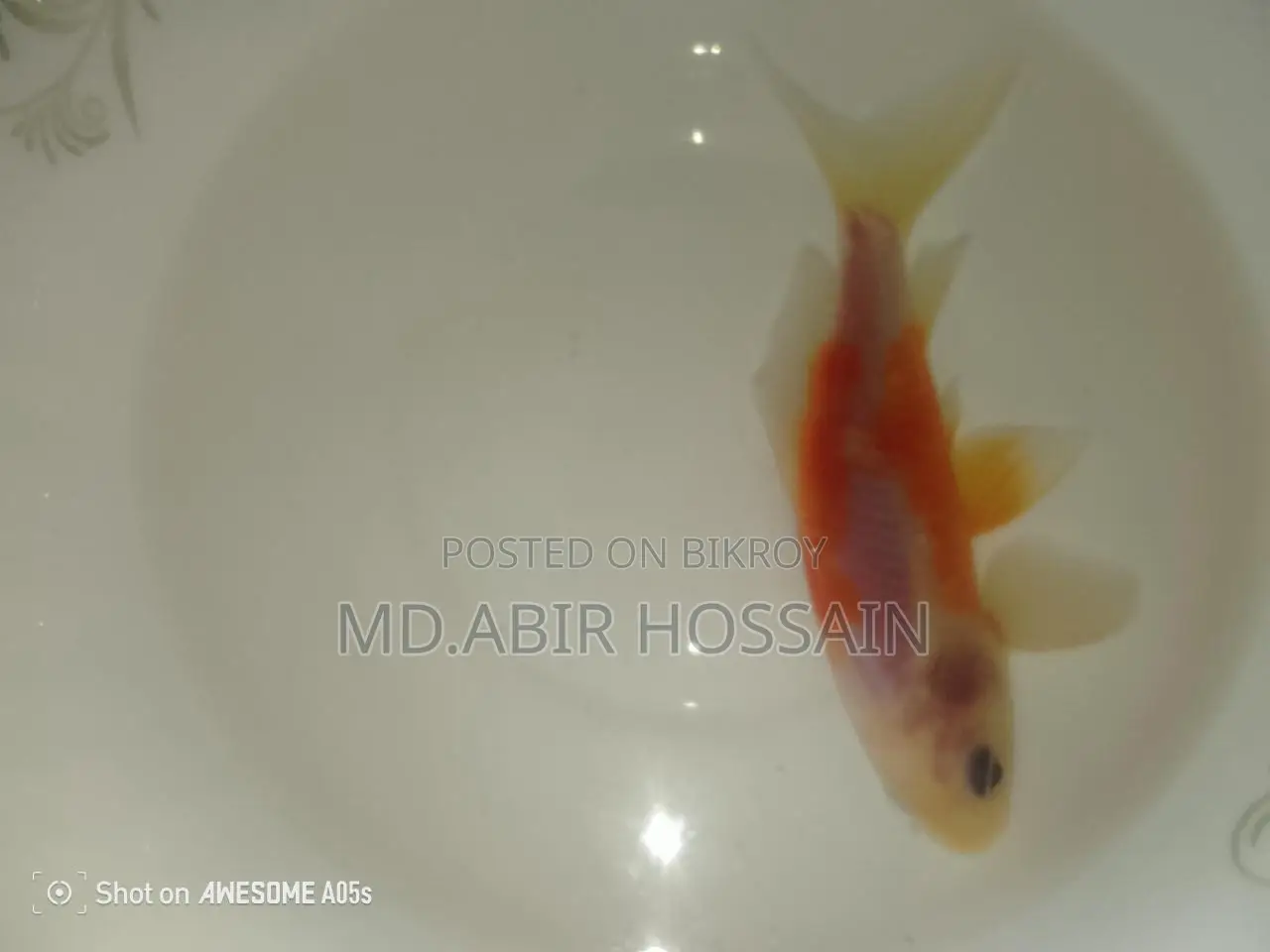 Best Fish for Your Aquarium Here