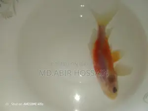 Best Fish for Your Aquarium Here
