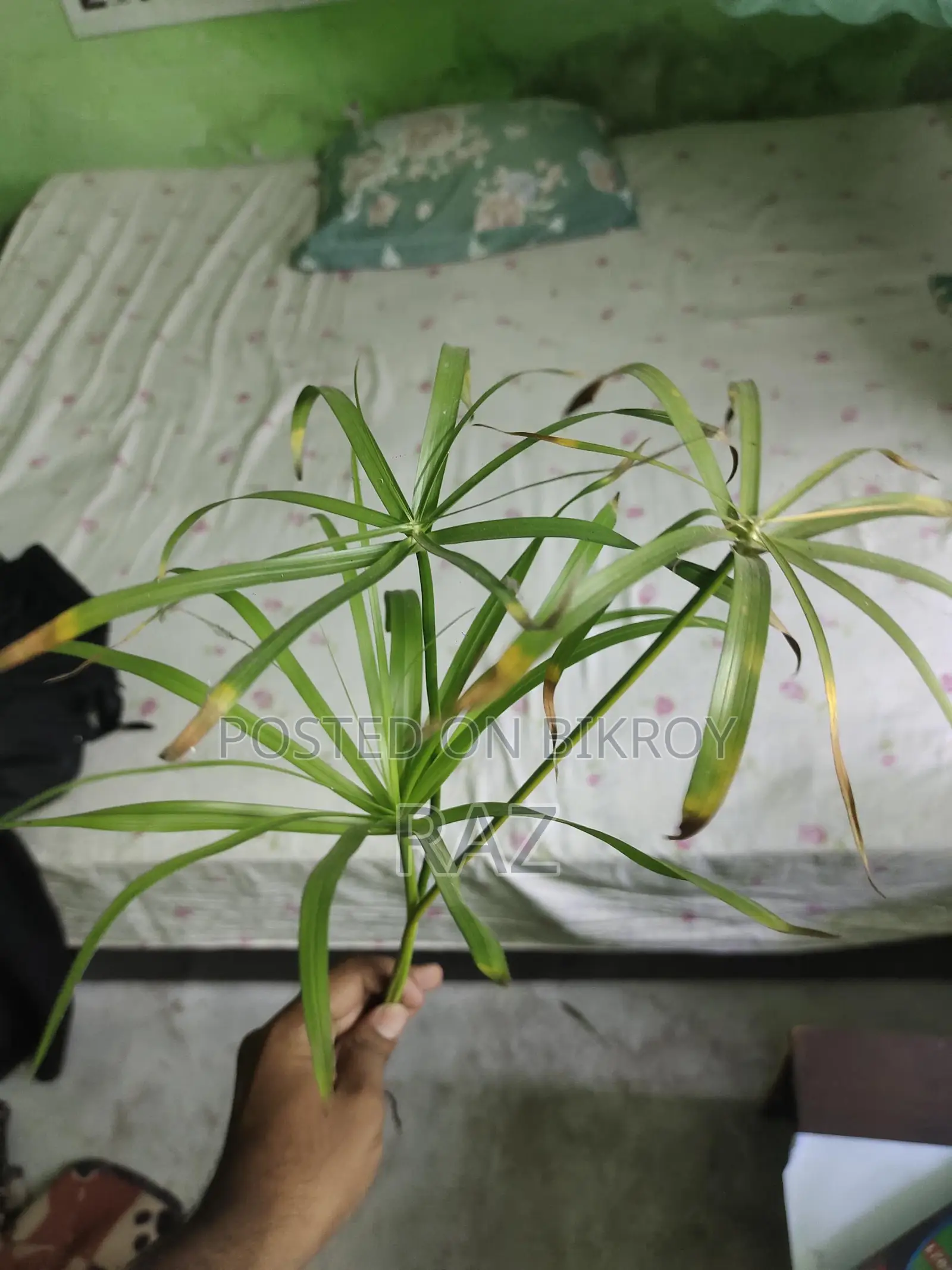 Indoor Plants