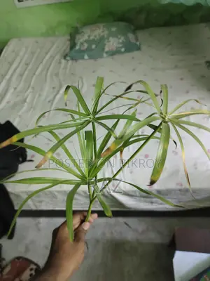 Indoor Plants