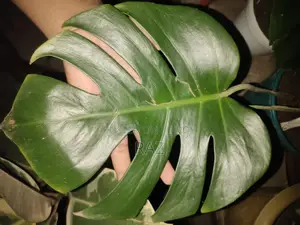 Indoor Plants