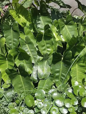 Indoor Plants