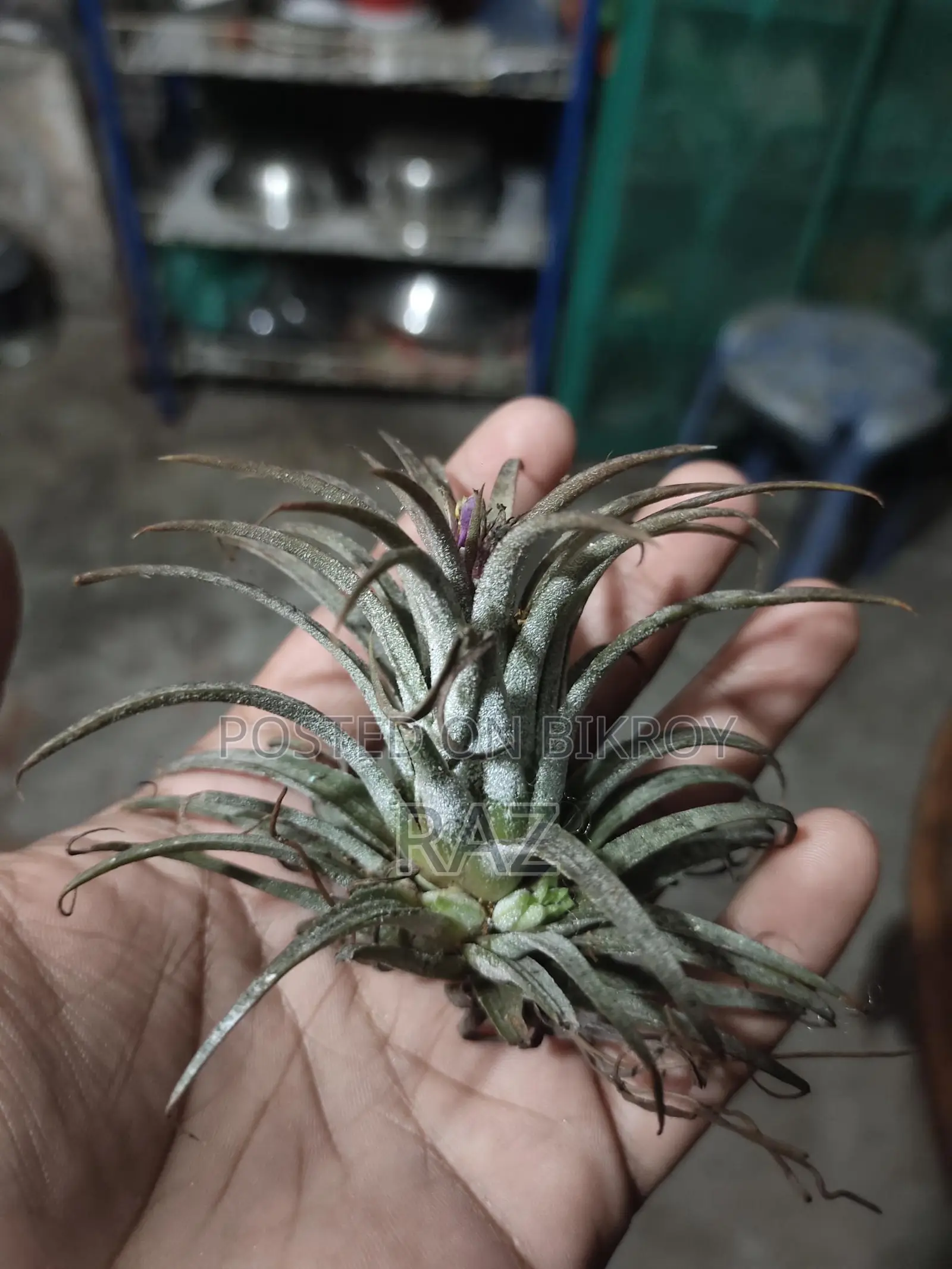 Indoor Plants