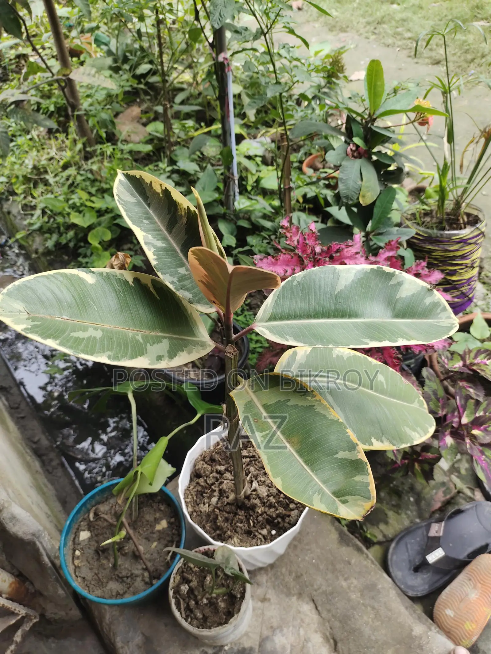 Indoor Plants