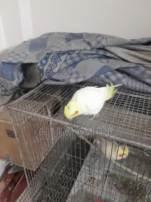 Half-Tame Cockatiel