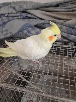 Half-Tame Cockatiel