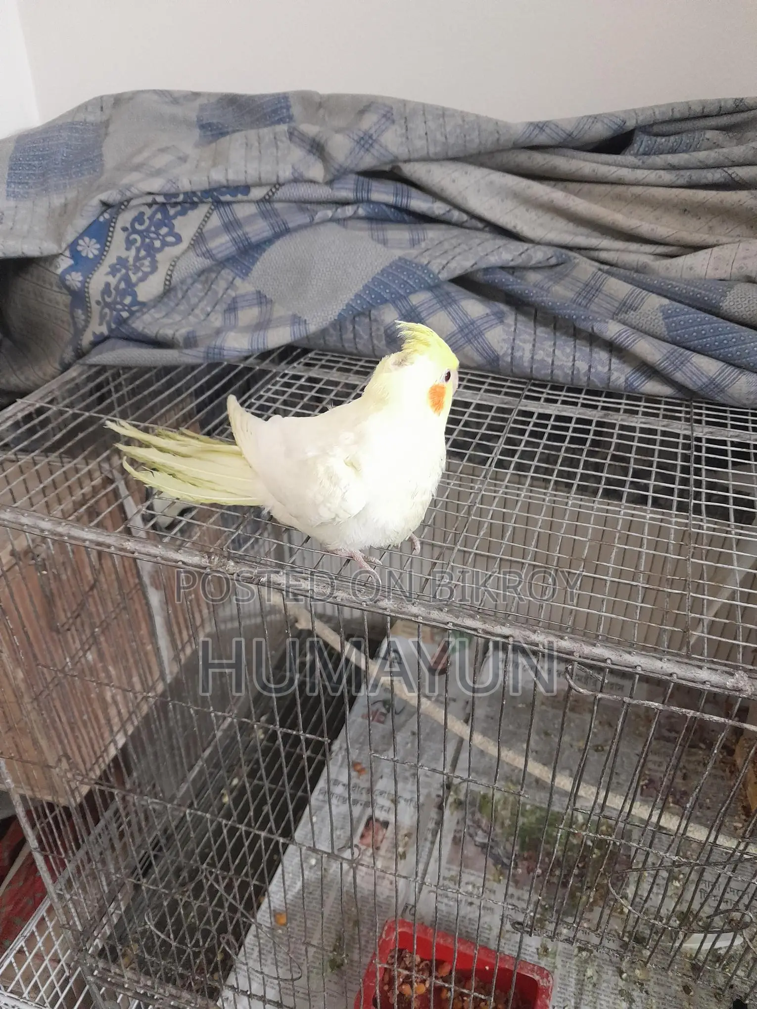Half-Tame Cockatiel