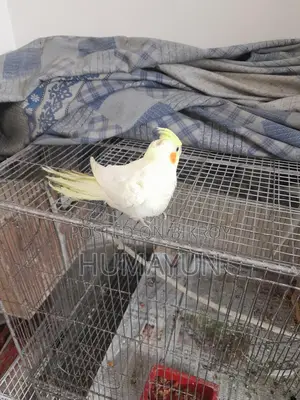 Half-Tame Cockatiel