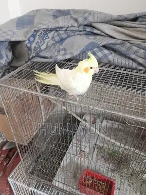 Half-Tame Cockatiel