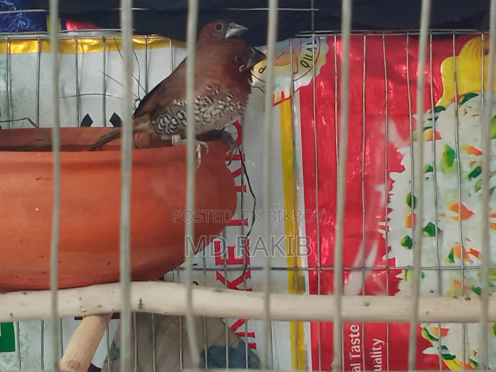 1 Pair Running Muniya Bird