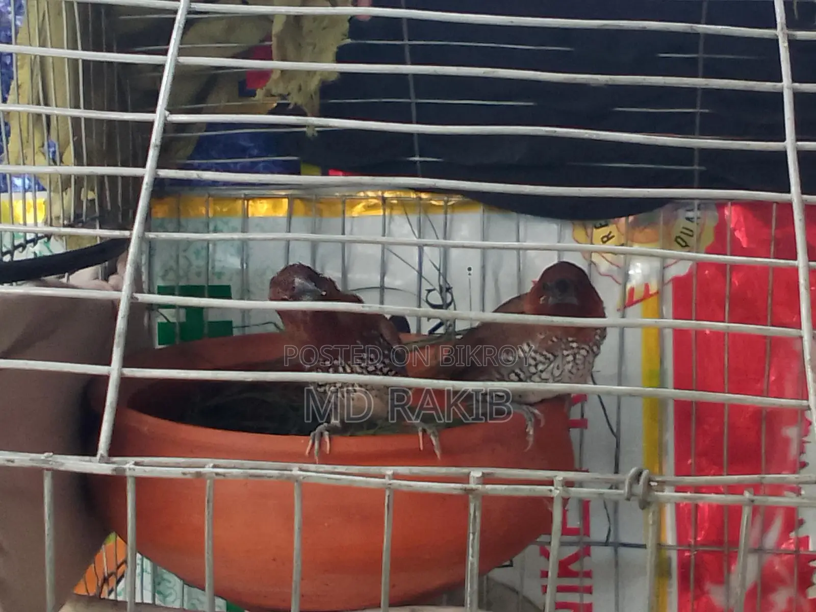 1 Pair Running Muniya Bird