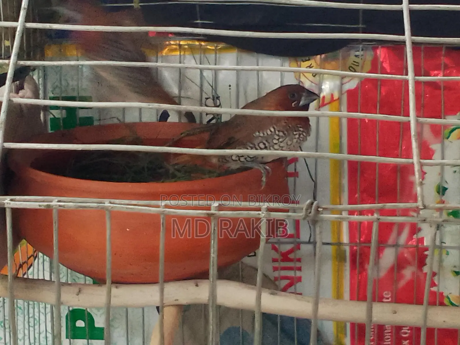 1 Pair Running Muniya Bird