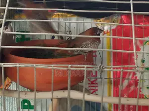 1 Pair Running Muniya Bird