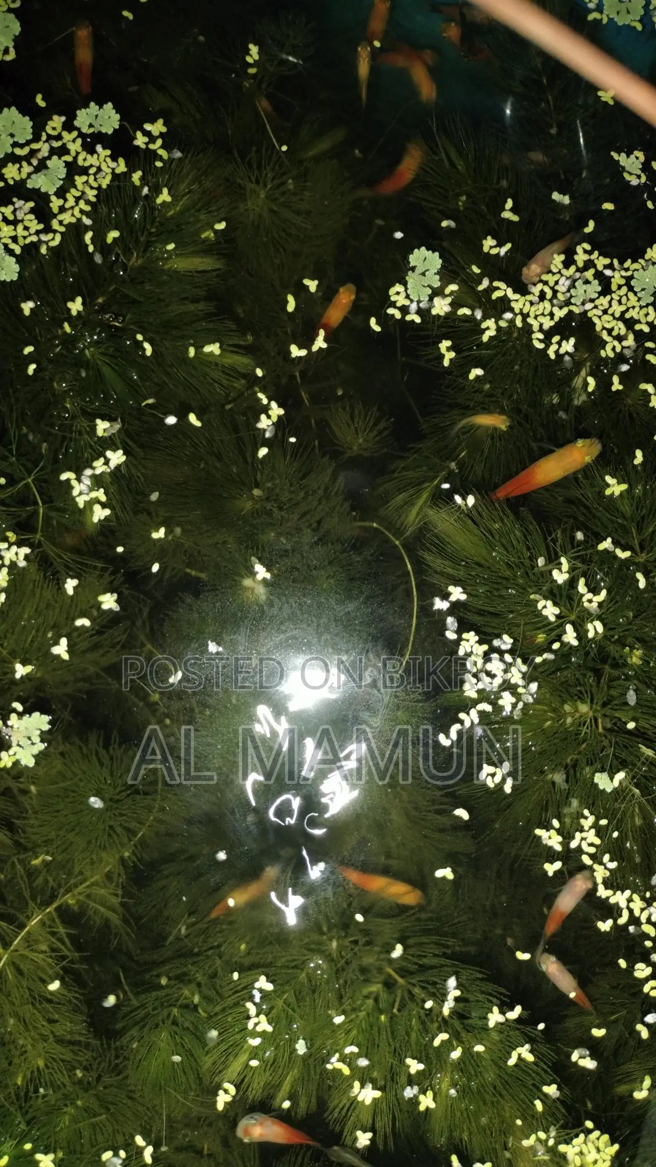 Milk Platy