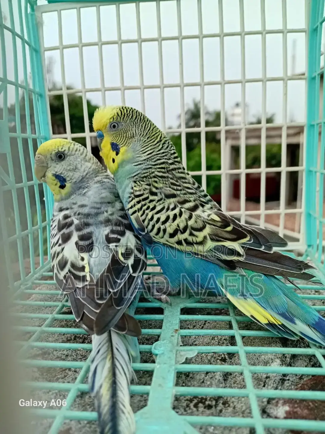 Budgerigar Bird