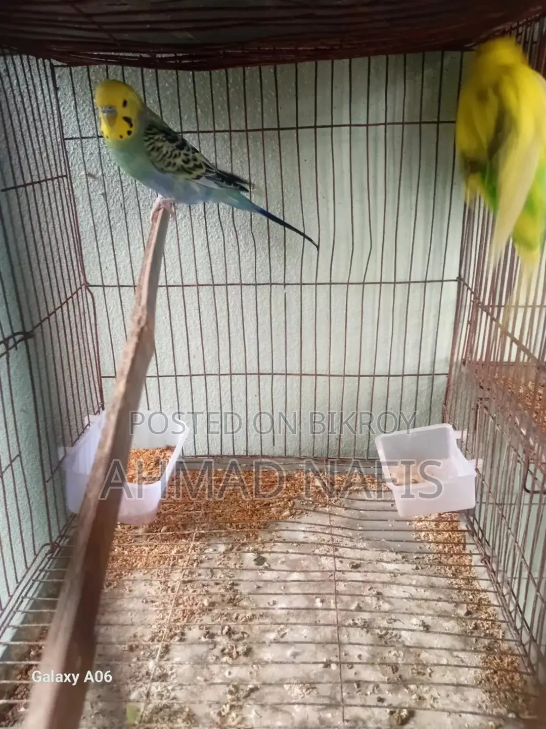 Budgerigar Bird