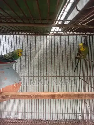 Budgerigar Bird