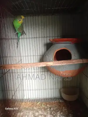 Budgerigar Bird
