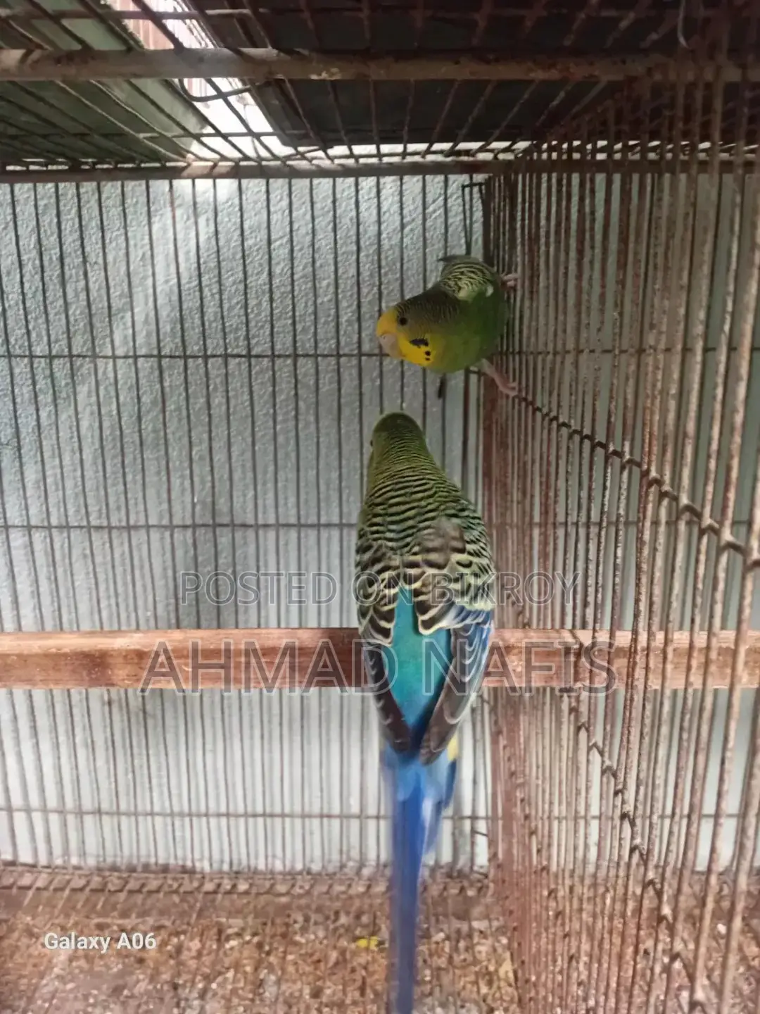 Budgerigar Bird