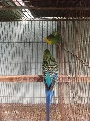 Budgerigar Bird