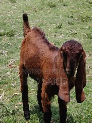 Castrated Goat