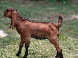 Castrated Goat