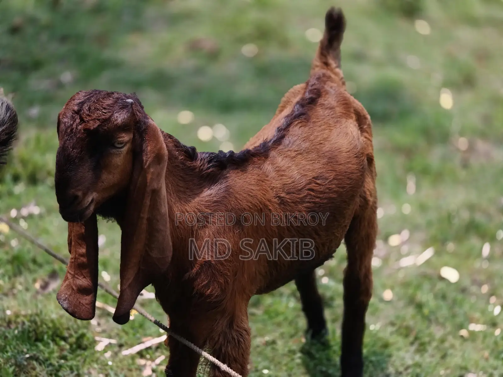 Castrated Goat