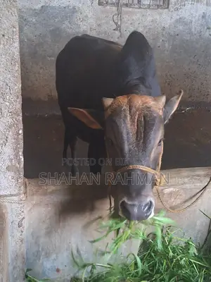 Desi Cow for Sale