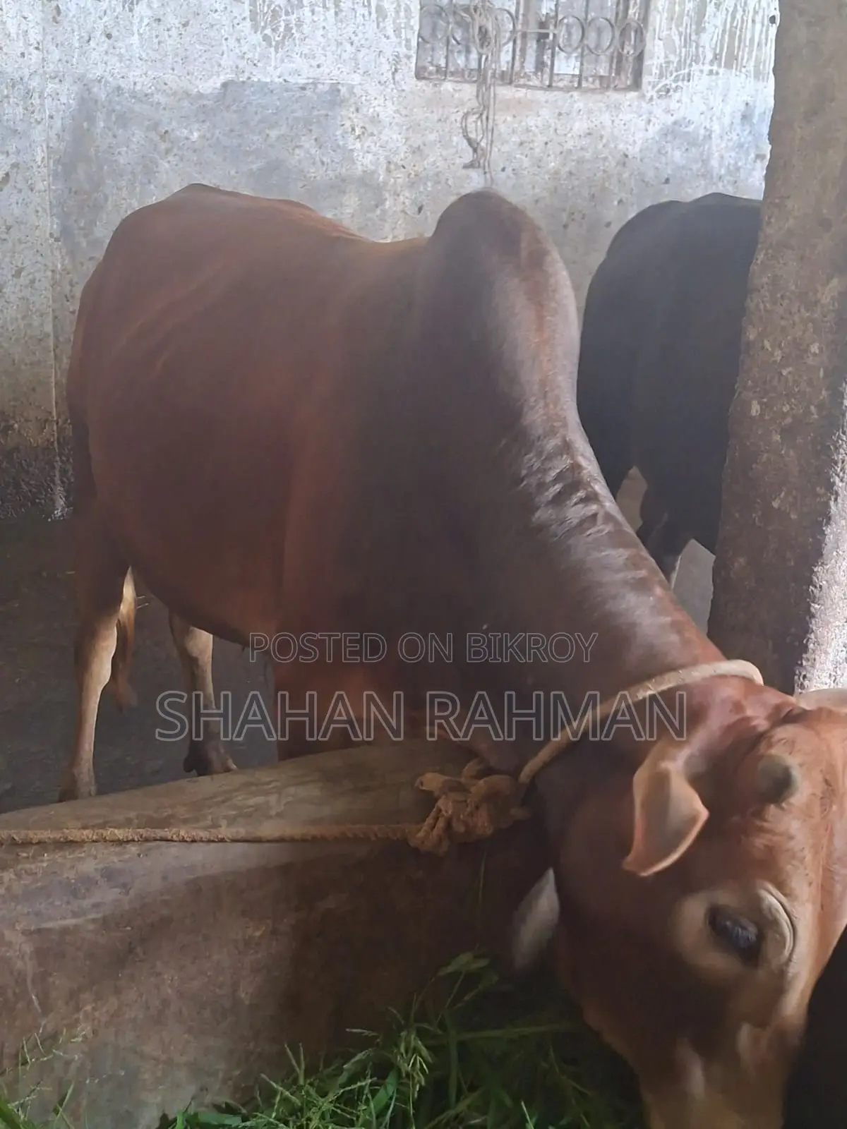 দেশি গরু বিক্রি