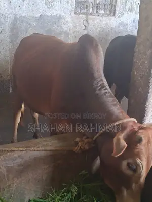 Desi Cow for Sale