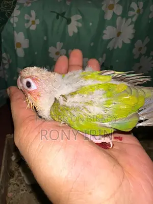 Love Bird, Cockatiel, Conure Baby
