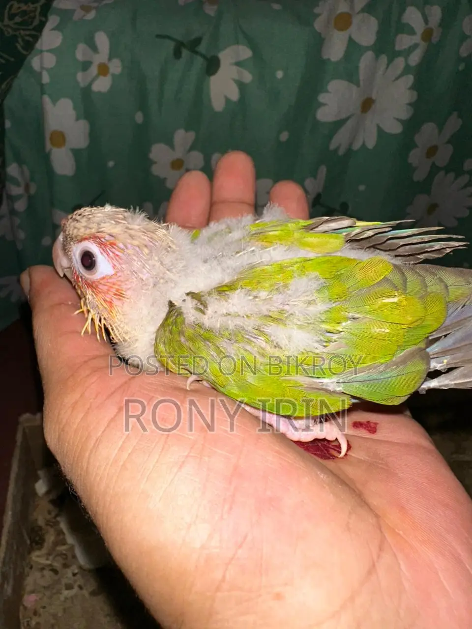 Love Bird, Cockatiel, Conure Baby