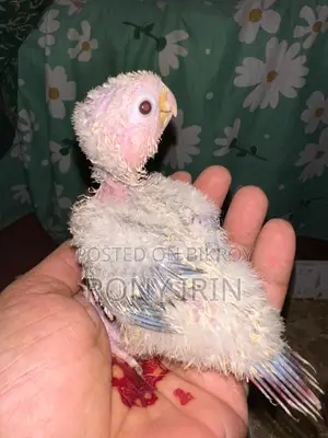 Love Bird, Cockatiel, Conure Baby
