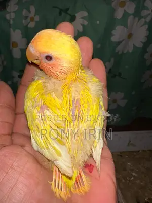 Love Bird, Cockatiel, Conure Baby