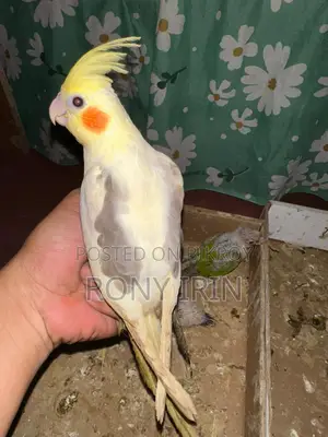 Love Bird, Cockatiel, Conure Baby