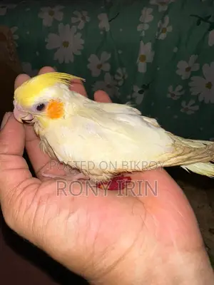 Love Bird, Cockatiel, Conure Baby