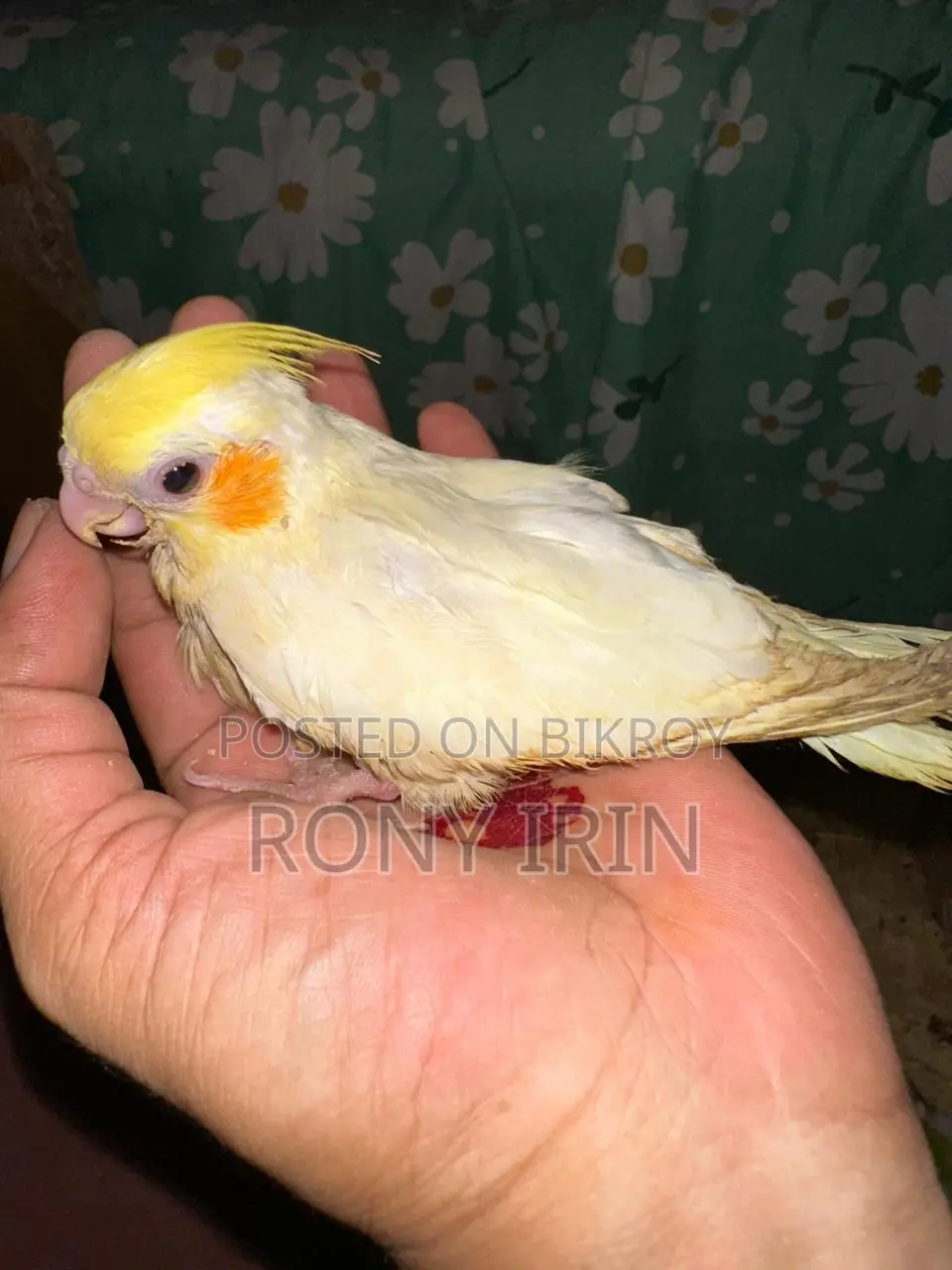 Love Bird, Cockatiel, Conure Baby
