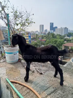 Black Bengal Goat