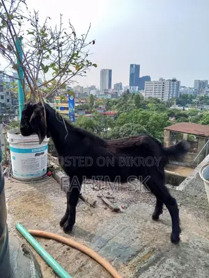 Black Bengal Goat