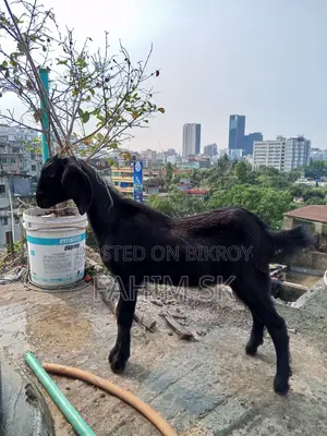 Black Bengal Goat