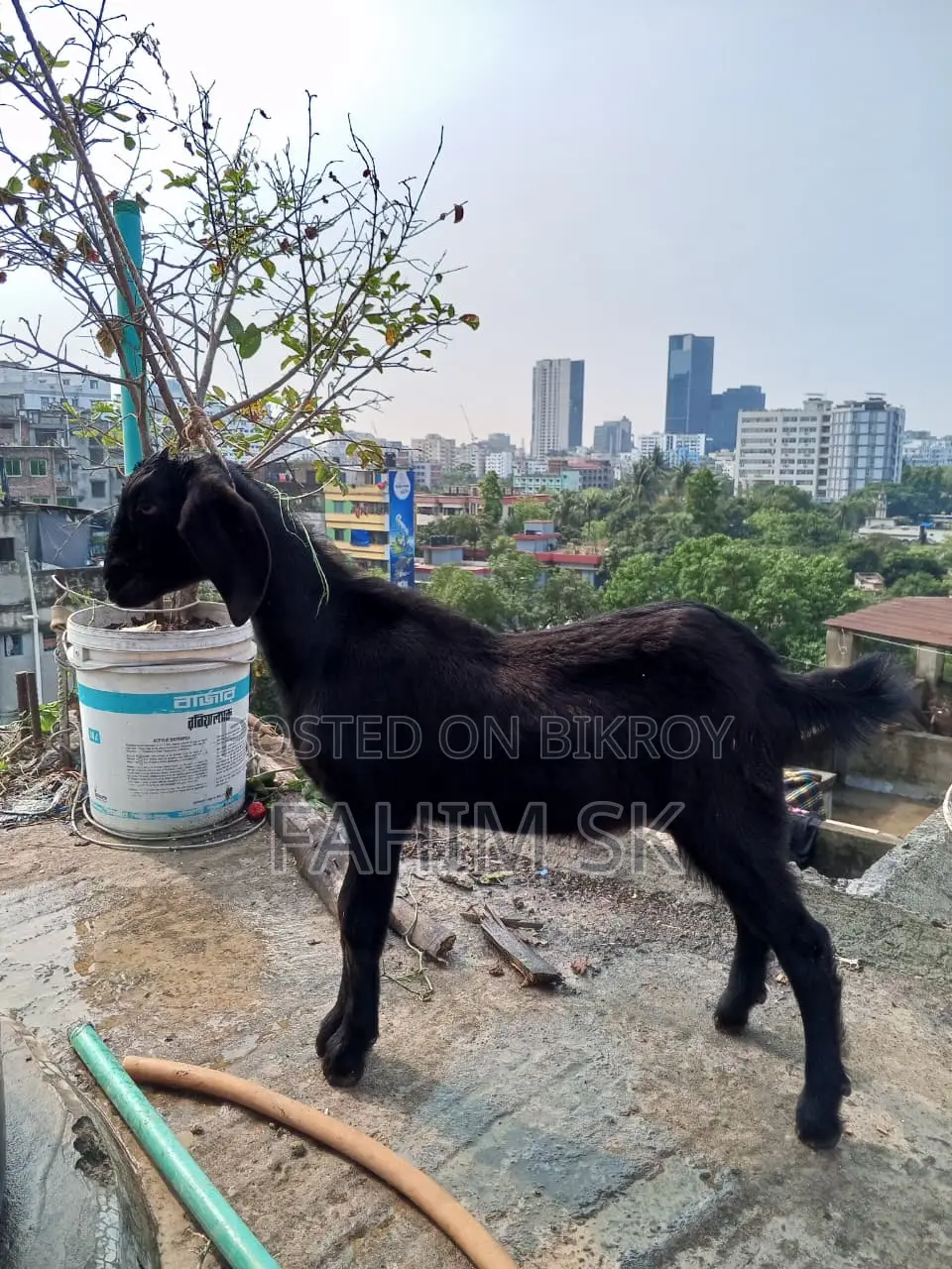 Black Bengal Goat
