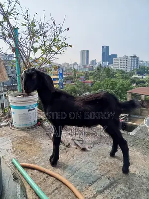 Black Bengal Goat