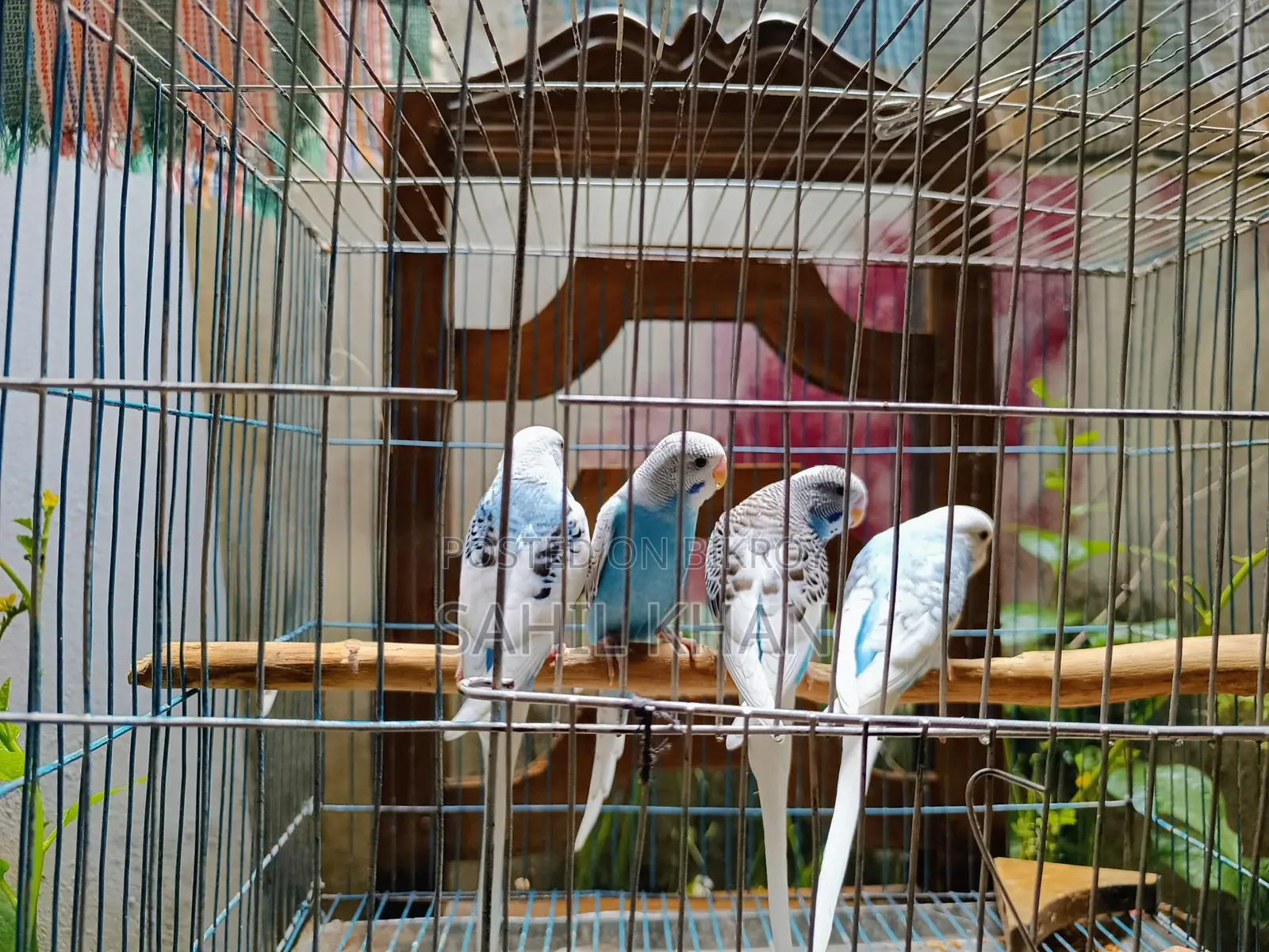 Budgie Bird