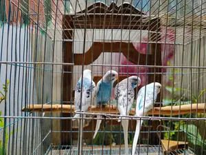 Budgie Bird