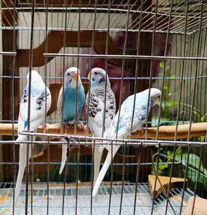 Budgie Bird
