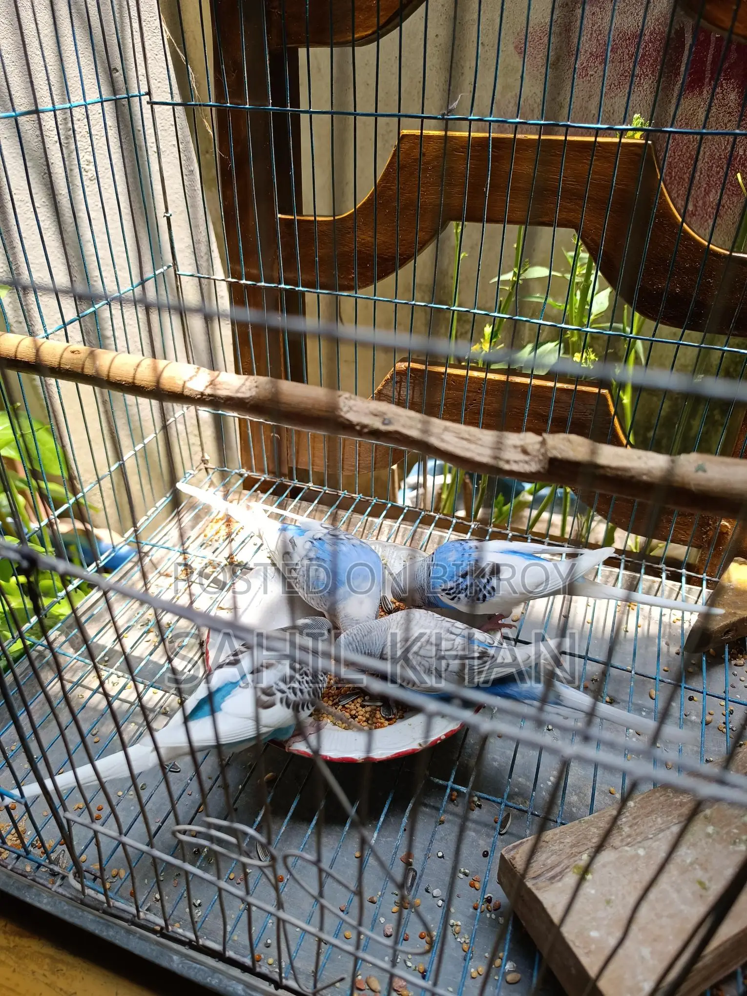 Budgie Bird